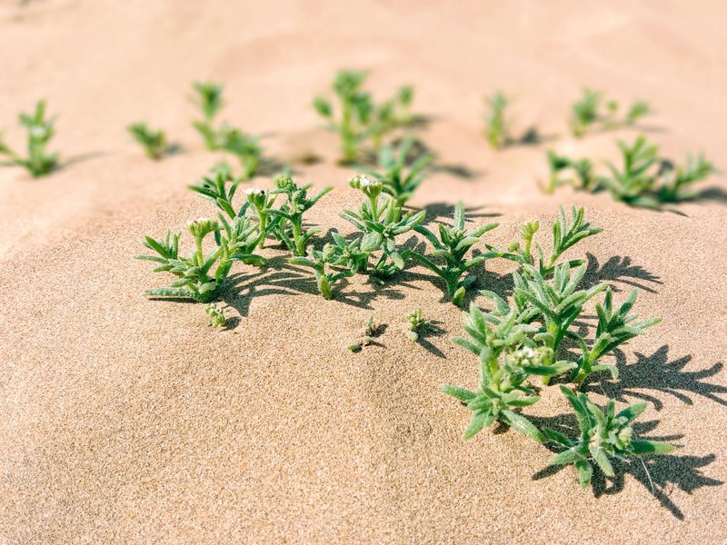Close-up of resilient succulents growing in an arid sandy desert.