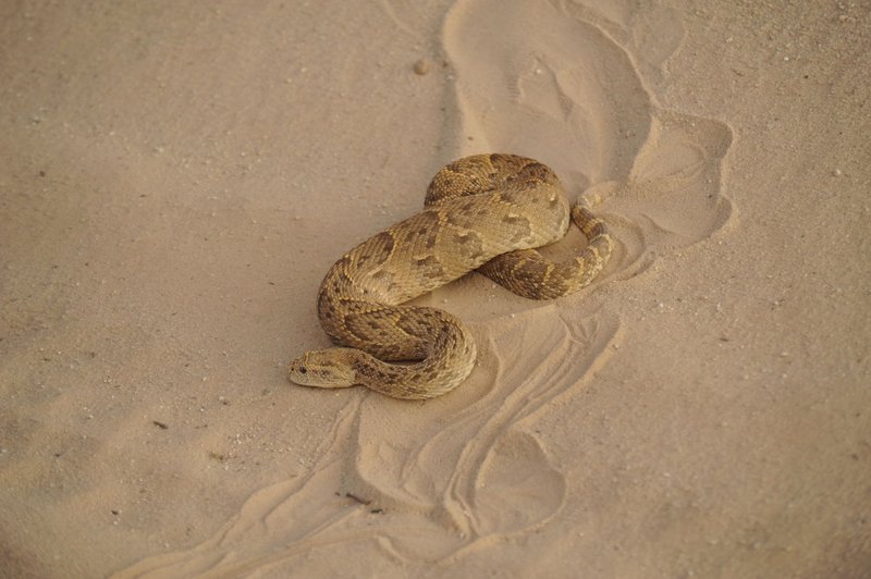 Close-up of a puff adder snake camouflaged in desert sand for wildlife photography.