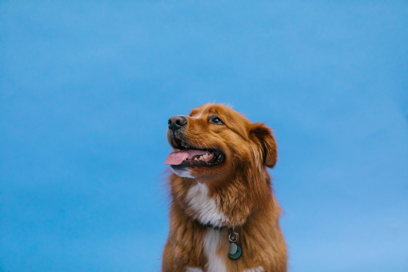 Adorable Nova Scotia Duck Tolling Retriever against a blue backdrop, captured in a studio.