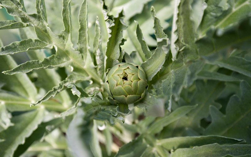 Close-up of a green artichoke bud with leaves in a garden in Wales.