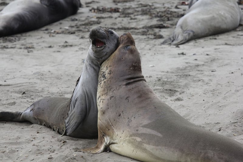 Elephant seals interacting on the sandy shores of San Simeon, California.