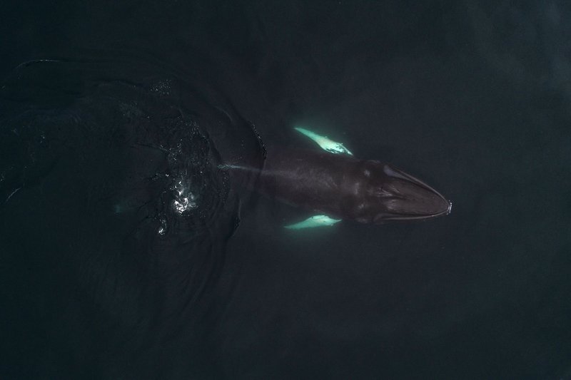 Aerial view of huge black humpback whale with white fins swimming under surface of sea