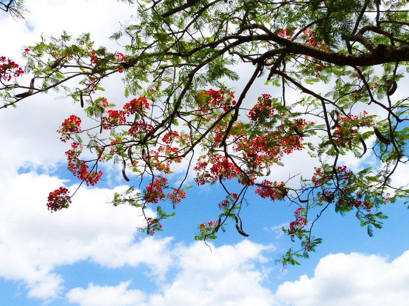 Colorful branches with red flowers against a bright blue sky, evoking summer vibes.