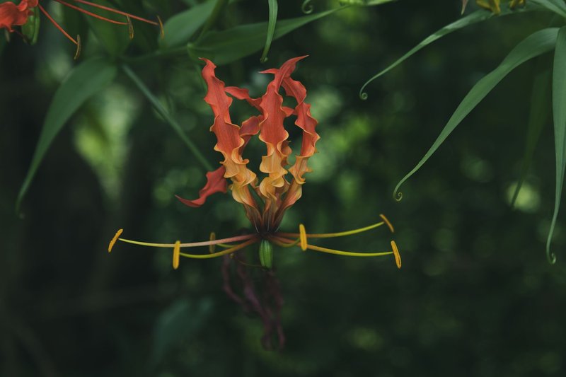 Close-up of a vibrant flame lily (Gloriosa superba) in a lush green environment, showcasing its unique fiery petals.