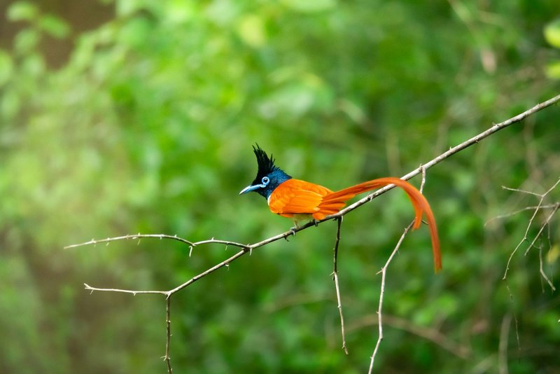Vibrant Indian Paradise Flycatcher sitting on a branch against a rich green background.