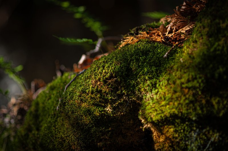 Close-up of vibrant moss on a log illuminated in a sunlit forest setting, showcasing nature's beauty.