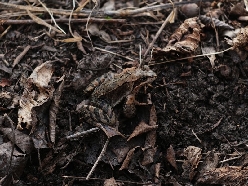 A detailed shot of a brown frog blending with dried leaves and soil in a forest setting.
