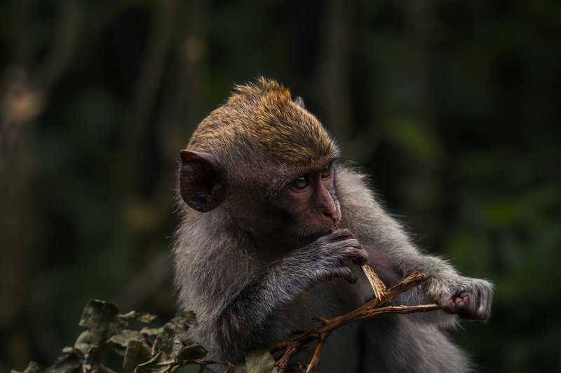 Captivating close-up of a Balinese long-tailed monkey in its natural habitat in Bali, Indonesia.