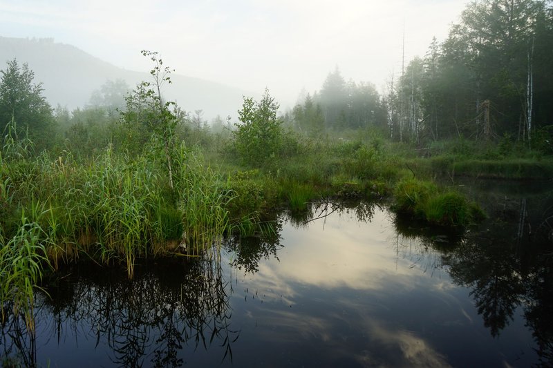 Tranquil forest pond with mist and reflections during early morning light.