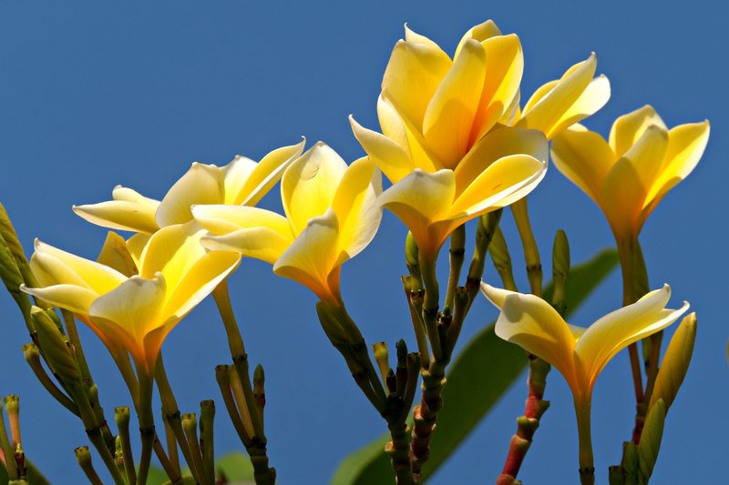 Vibrant yellow plumeria flowers in full bloom set against a bright blue sky.