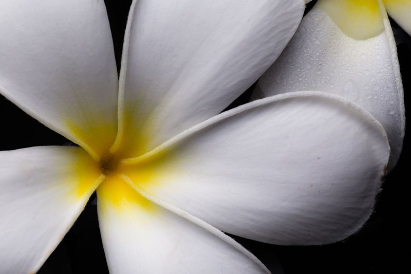Macro photograph of a blooming white plumeria flower with dew drops on petals.
