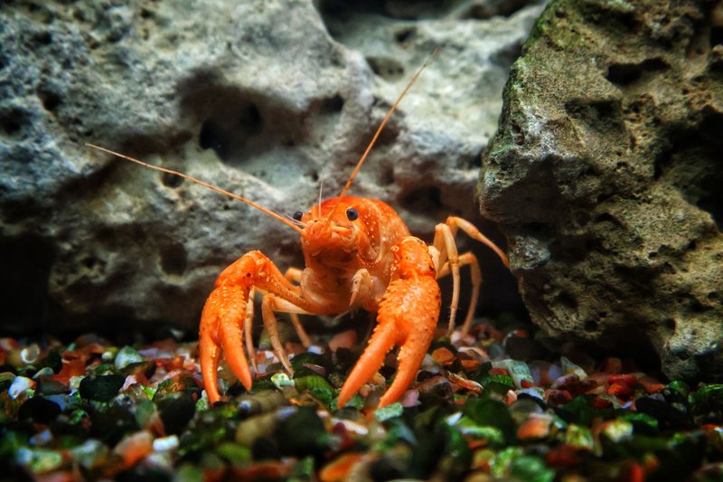 Close-up of an orange crayfish on a rocky riverbed showcasing vivid colors and texture.