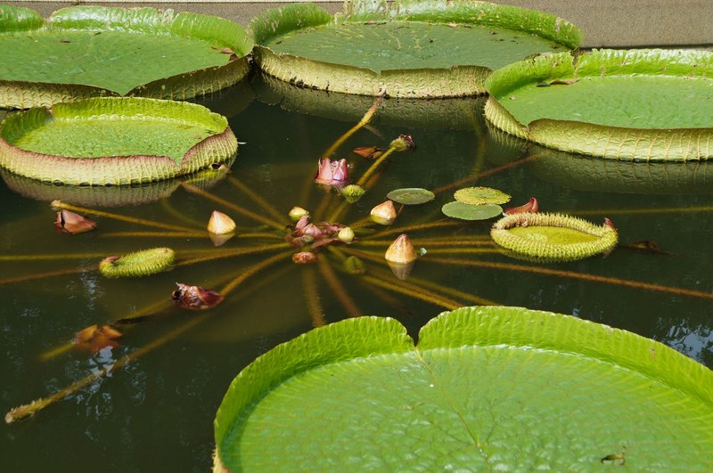 A stunning view of giant water lilies and buds in a tranquil pond.