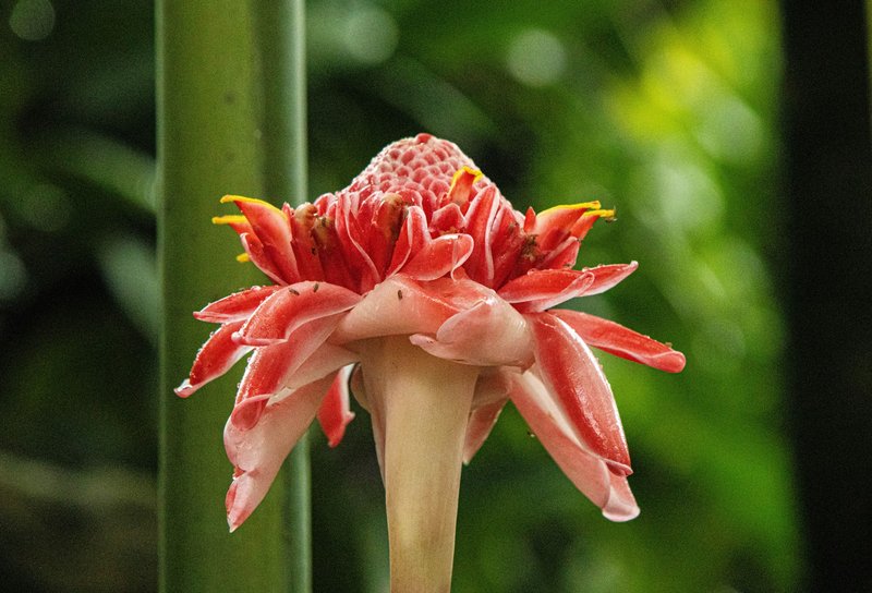 Close-up of a torch ginger flower (Etlingera elatior) in a lush outdoor setting.