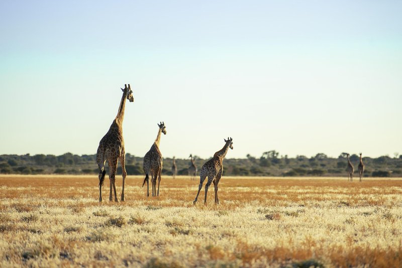 Giraffes in a vast grassland basking in the warm daylight, capturing wildlife essence.