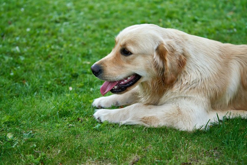 Golden Retriever dog lying on lush green grass with tongue out, showcasing its playful and relaxed nature.