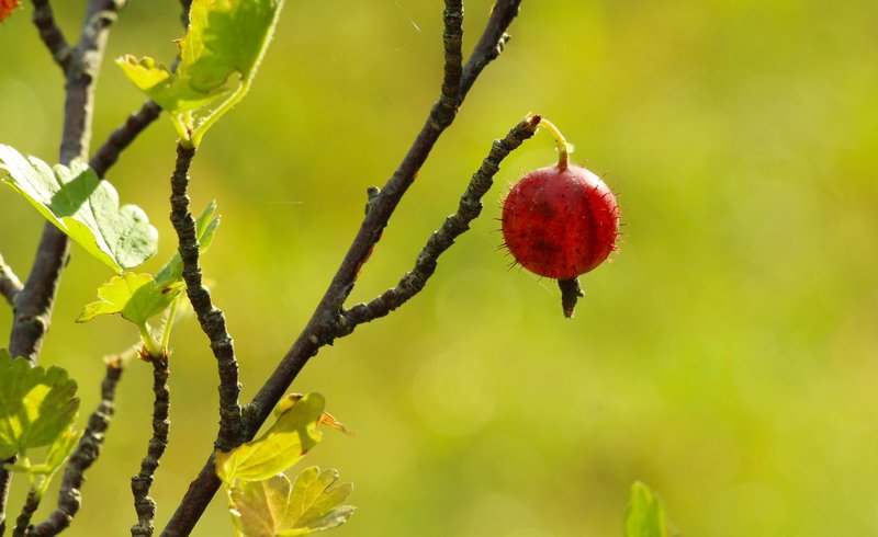 Vibrant red gooseberry on a sunlit branch against blurred greenery background.