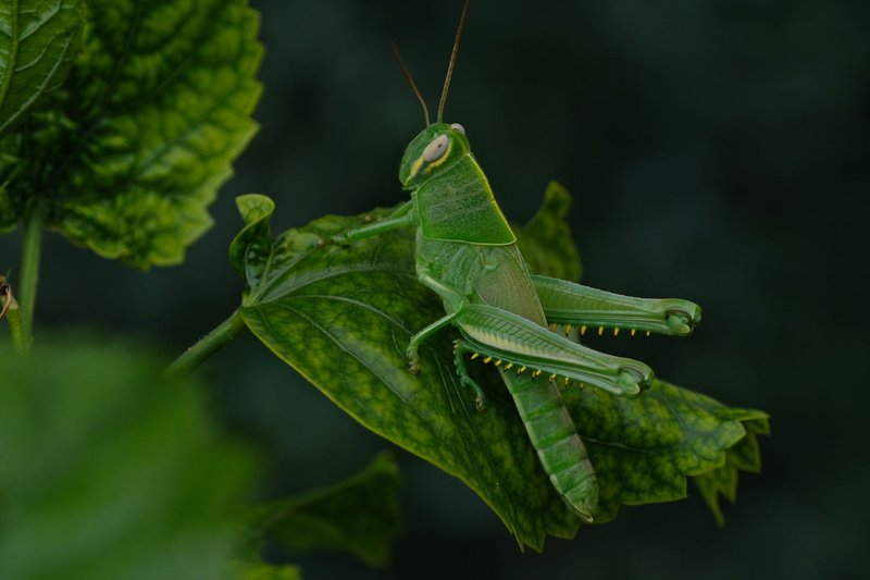 Close-up of a green grasshopper perched on a leaf, showcasing vibrant natural details.