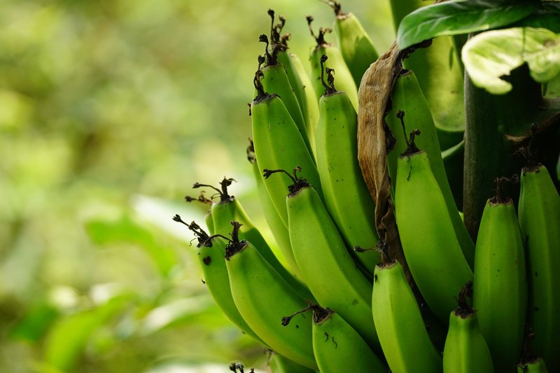 Close-up shot of green bananas growing on a tree, showcasing natural organic beauty.