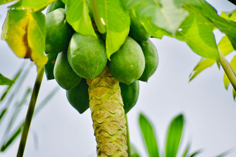 Close-up of fresh green papayas on a tropical tree, vibrant and lush.