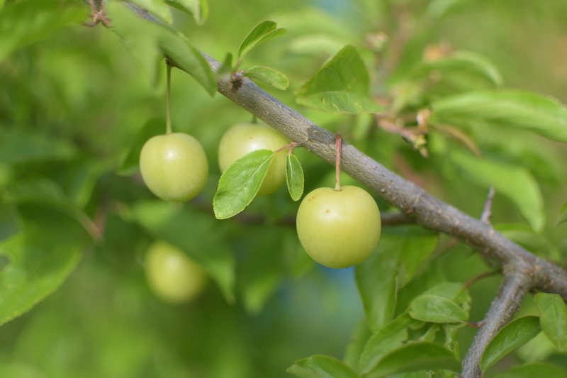 Close-up of green plums growing on a tree branch, surrounded by lush leaves in spring.