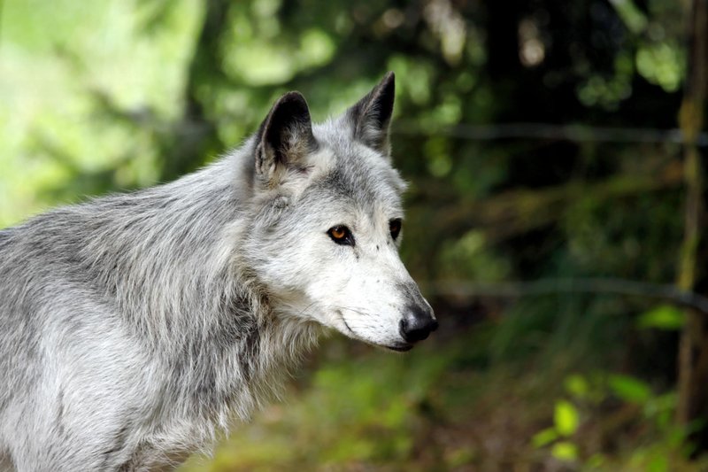 Close-up of a grey wolf in a lush forest setting, showcasing its majestic presence and intricate fur details.