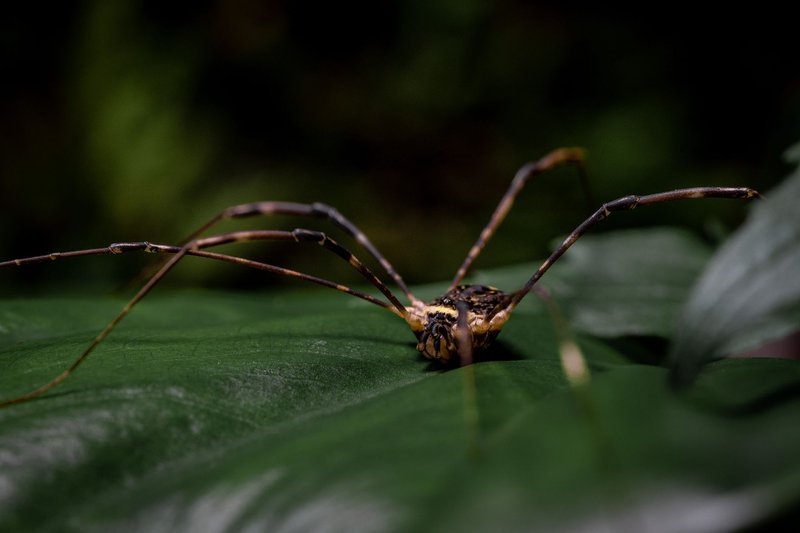 A detailed macro photograph of a Harvestman (Mitopus morio) resting on a green leaf.