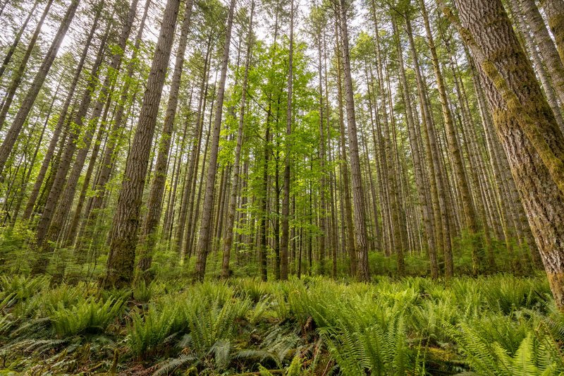 Low angle thick mixed trees growing on grassy ground in abundant woodland on sunny summer weather