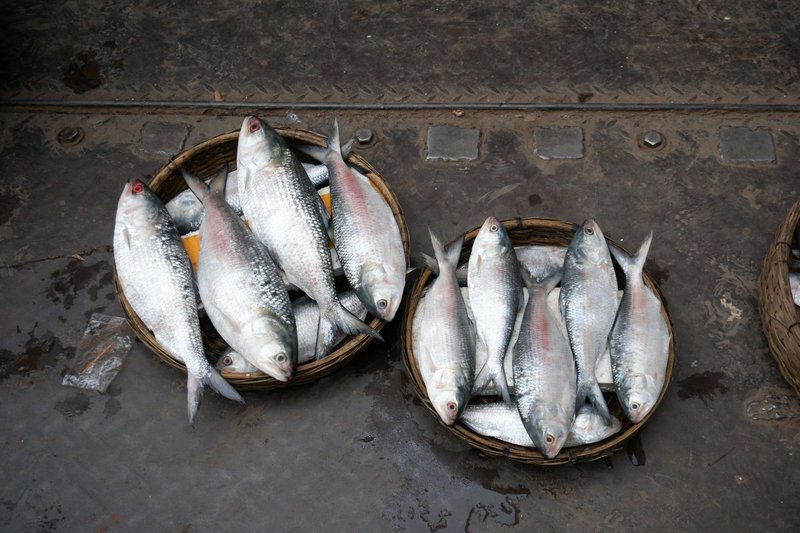 Close-up of Hilsa fish in baskets at a market in Pabna District, Bangladesh.
