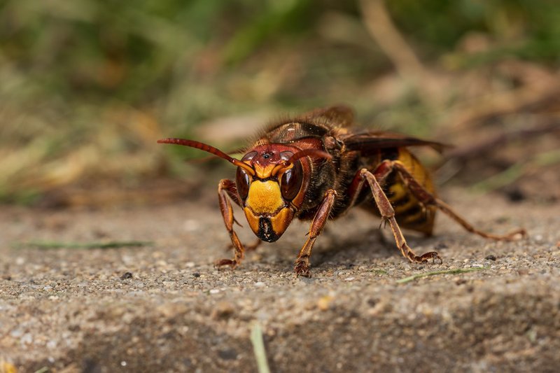 Detailed macro shot of a hornet on a natural ground surface, showcasing its vivid coloration and texture.
