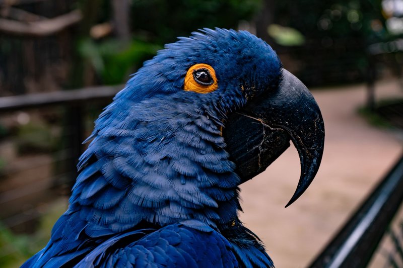 Stunning close-up of a blue hyacinth macaw showcasing vibrant plumage and a strong curved beak.