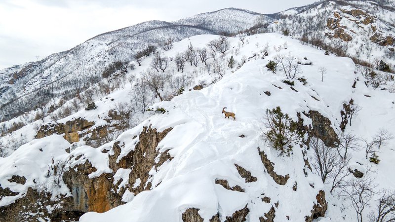 A solitary mountain goat traverses a snow-covered alpine landscape with rugged peaks.