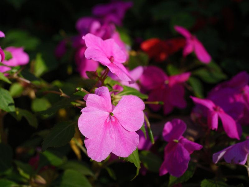 Beautiful close-up of pink impatiens flowers basking in natural sunlight, showcasing vivid colors.