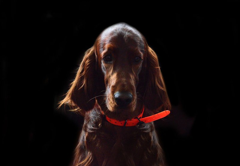 A captivating portrait of a brown Irish Setter dog against a black background with vibrant red collar.