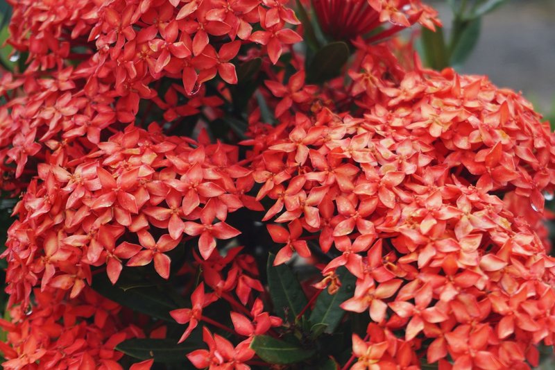 Close-up of vibrant red Ixora flowers showcasing their dense clusters and striking beauty.