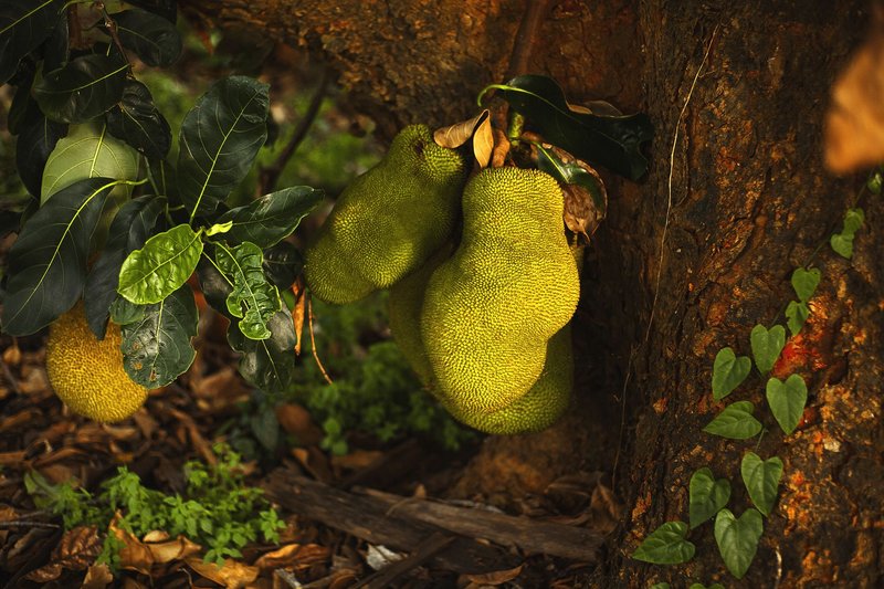 Vibrant unripe jackfruits hanging from a tree amidst lush leaves in a tropical setting.