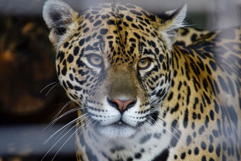 Stunning close-up of a jaguar, showcasing its majestic fur and piercing gaze.