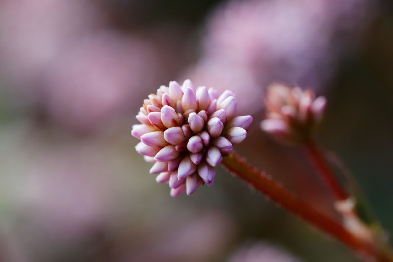 Stunning macro close-up of a pink knotweed flower blossom with a blurred background.