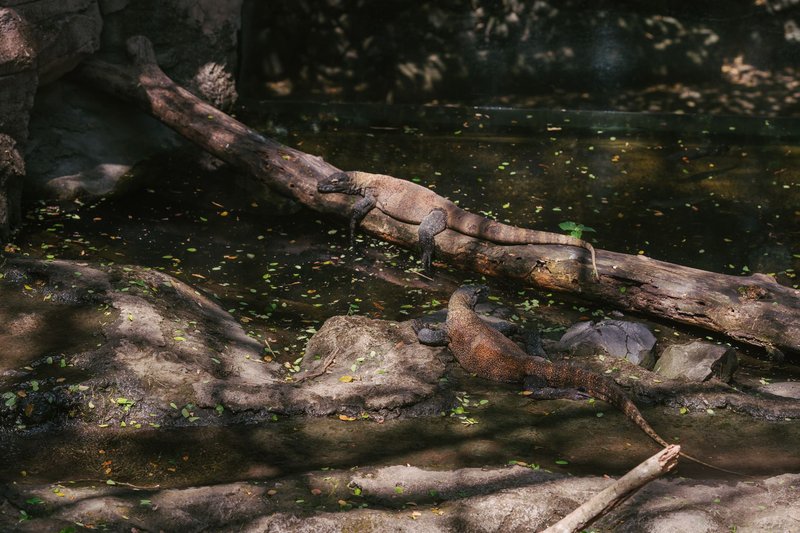 Two Komodo dragons relaxing on a tree log near a pond, in natural habitat.
