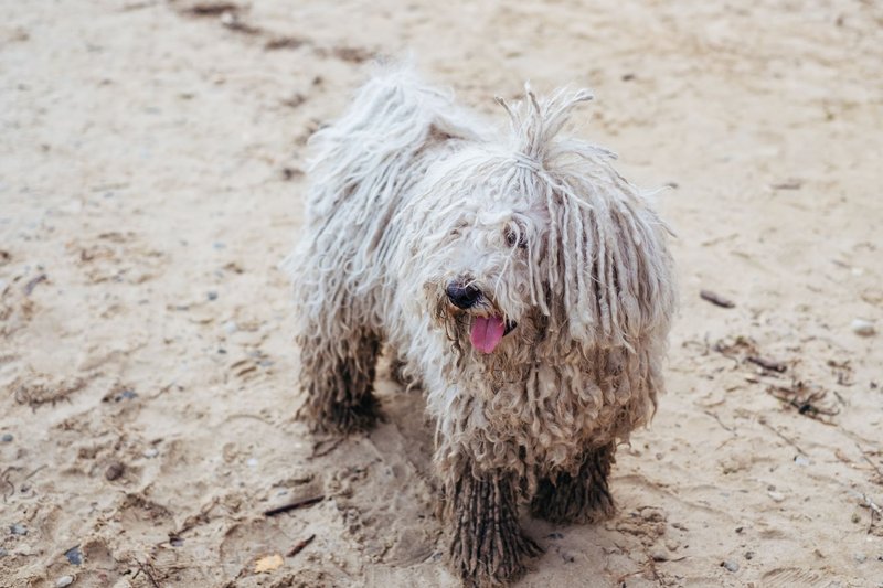 A shaggy Komondor dog having fun on a sandy beach in Gdynia, Poland.