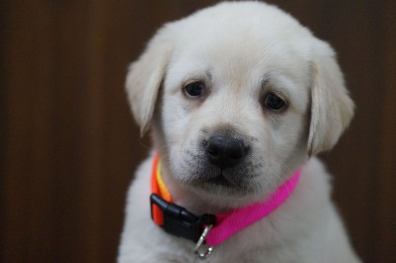 Cute Labrador puppy wearing a vibrant collar, perfect for pet lovers.