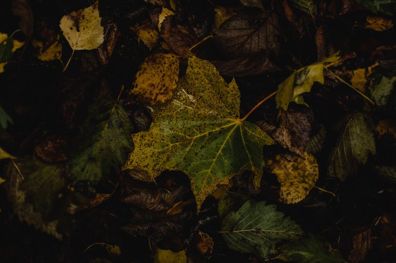 Dark and moody autumn leaves scattered on the forest floor in Estonia.