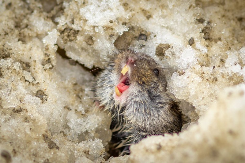 Vivid close-up of a wood lemming with open mouth emerging from snow.
