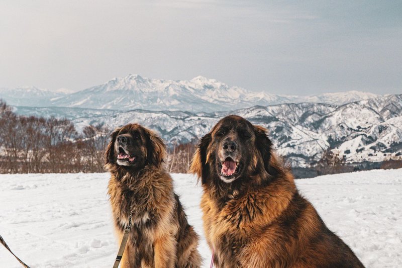 Two Leonberger dogs enjoying a snowy day in the mountains with a stunning backdrop.