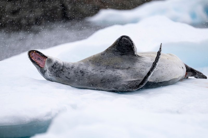 A leopard seal reclines on ice during snowfall in Antarctica, showcasing its natural habitat.