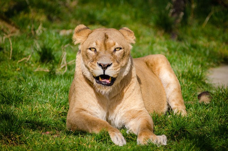 A majestic lioness resting on a lush green field, captured in a natural wildlife setting.