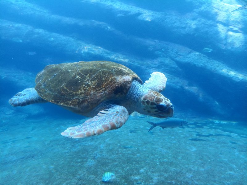 A loggerhead sea turtle swimming gracefully in Durban's marine aquarium, South Africa.