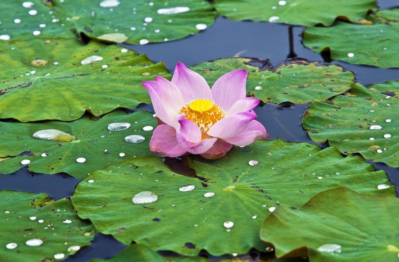 A beautiful lotus flower blooms on a serene pond, surrounded by lush green lily pads.