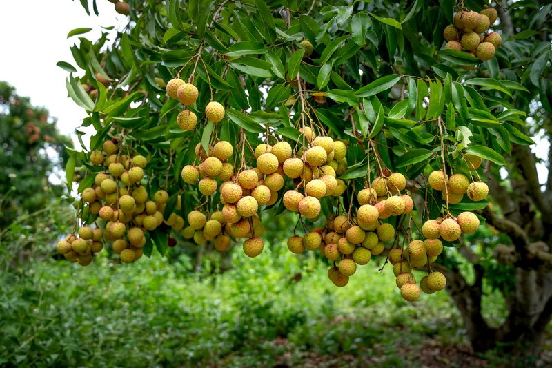 Ripe lychees hanging in bunches on a lush green tree during harvest season.