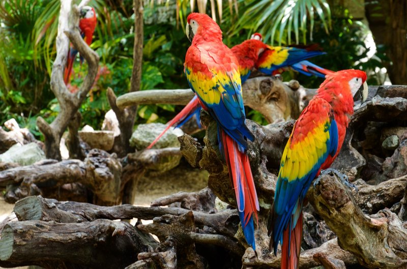 Vibrant scarlet macaws perched on driftwood in a lush tropical setting.